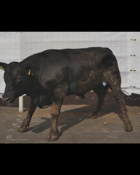 Aplicativo que Pesa Gado por Foto